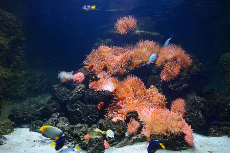 含有粉红活亚和热带鱼类的海洋水族图片