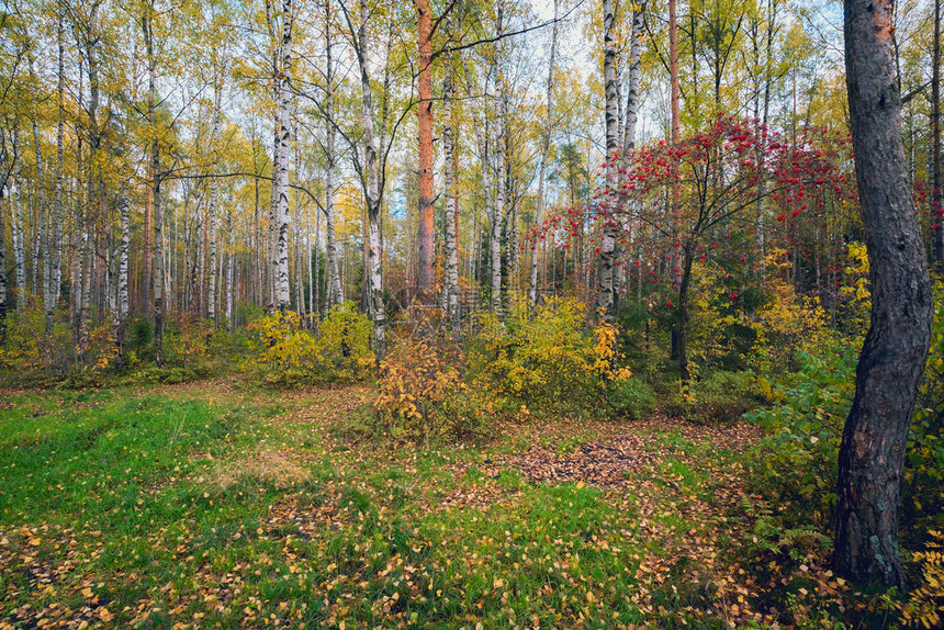 红灰树林中的秋景图片