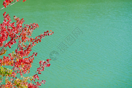 红叶在采石湖绿水的背景中出现图片