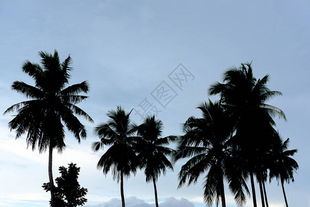 蓝天背景下椰子树的剪影图片