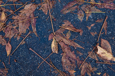 秋叶蓝色沥青水坑图片