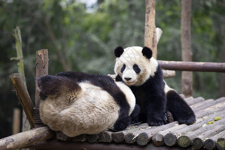 在Chengdu野生动物高清图片