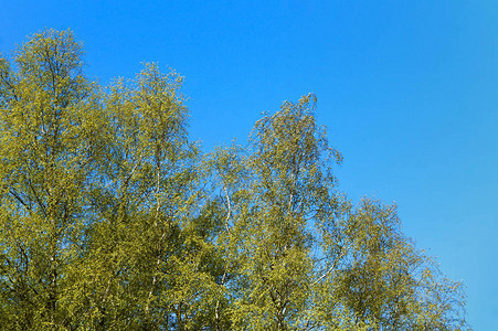 在蓝天背景的冠绿色桦树图片