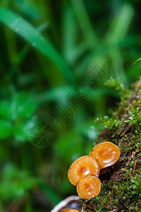 关注森林中的橙色树冠Lactarius图片
