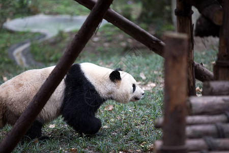 巨型熊猫在Chengd图片