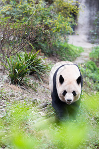 巨型熊猫在Chengd高清图片