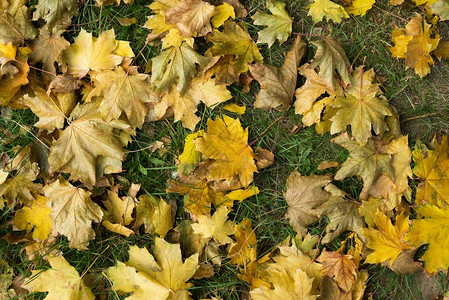秋天落叶风景顶端黄色图片