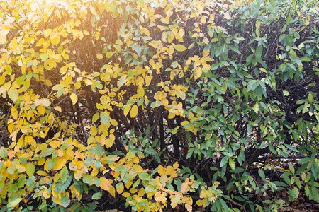 秋天的黄树太阳在背光下黄色秋叶灌木作图片