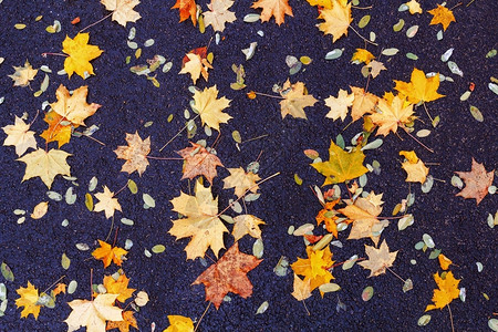 秋叶背景秋天的落叶在沥青上质地图片