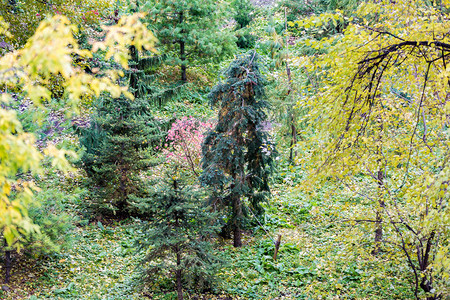 城市秋季公园里树的亮黄色叶子图片