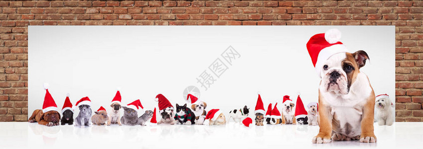 穿着圣达克萨斯帽子的英国斗牛狗在大空白广告牌附近领着一大群穿着圣诞图片
