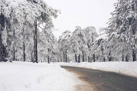 冬天的道路和雪树图片