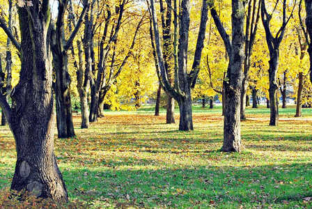 公园里的秋景图片
