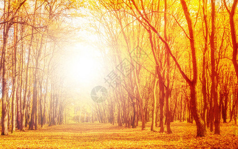 秋树叶装饰美丽的自然背景图片