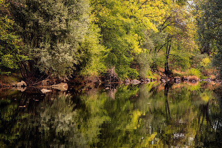 夏季时河流平静穿过森林图片