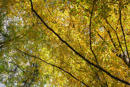 公园里美丽的秋景树木和橙叶图片