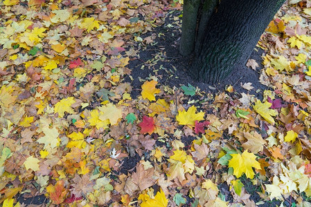秋天落下的黄红叶枫树图片