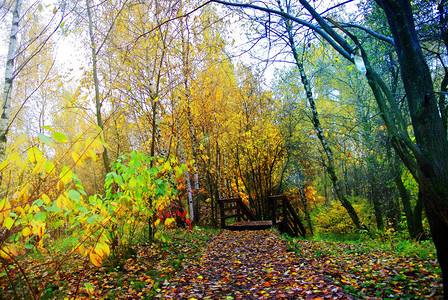 落叶时在莫斯科公园自然的明亮颜色2图片