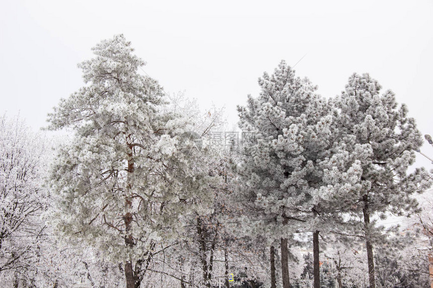 冬季公园的冬季冷杉树和木雪景图片