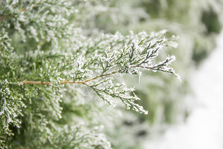 用雪关闭绿色侧柏树的叶子图片