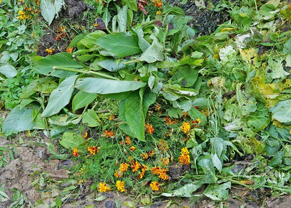 Maridolds花朵堆在垃圾堆上丢弃在花园附近的森林里图片
