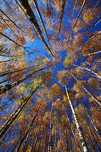 秋天的森林五颜六色的树叶图片