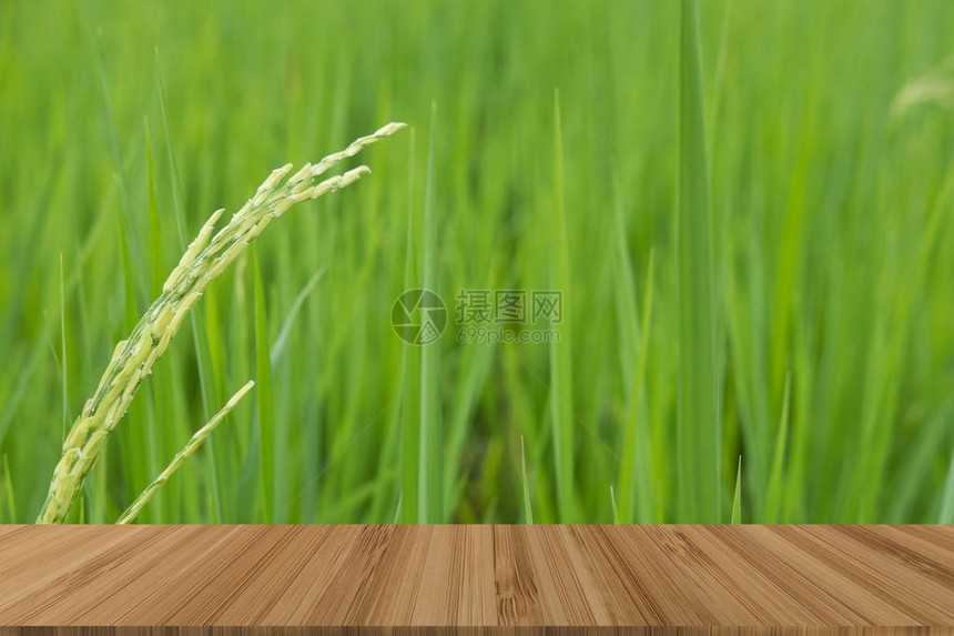在稻田种植绿稻图片