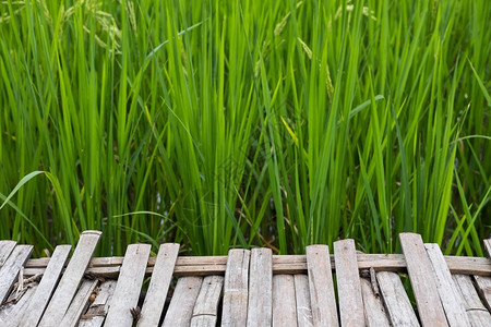 在稻田绿稻附近行竹道种植农图片