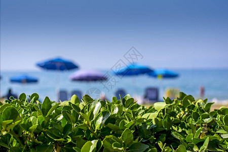 绿叶装饰植物与海滩和蓝色的大海的模糊背景图片