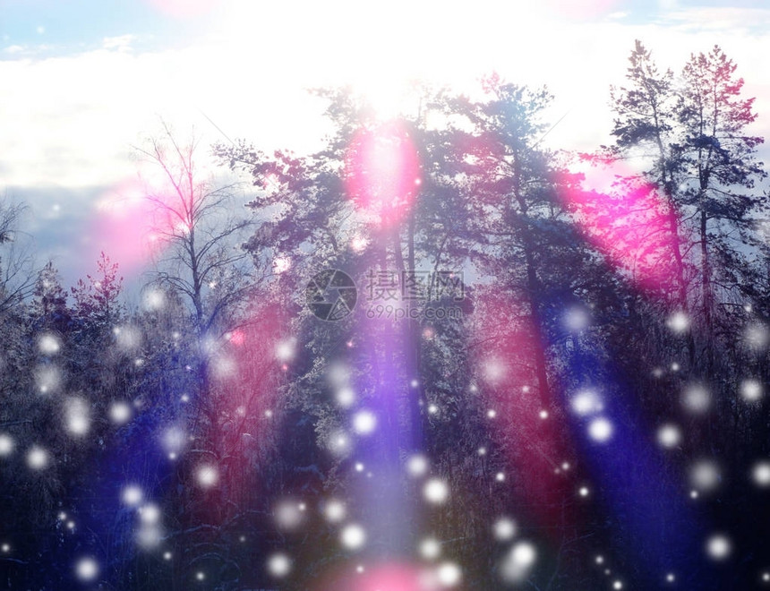 圣诞节冬季森林风景在寒冷的一天有雪和阳图片