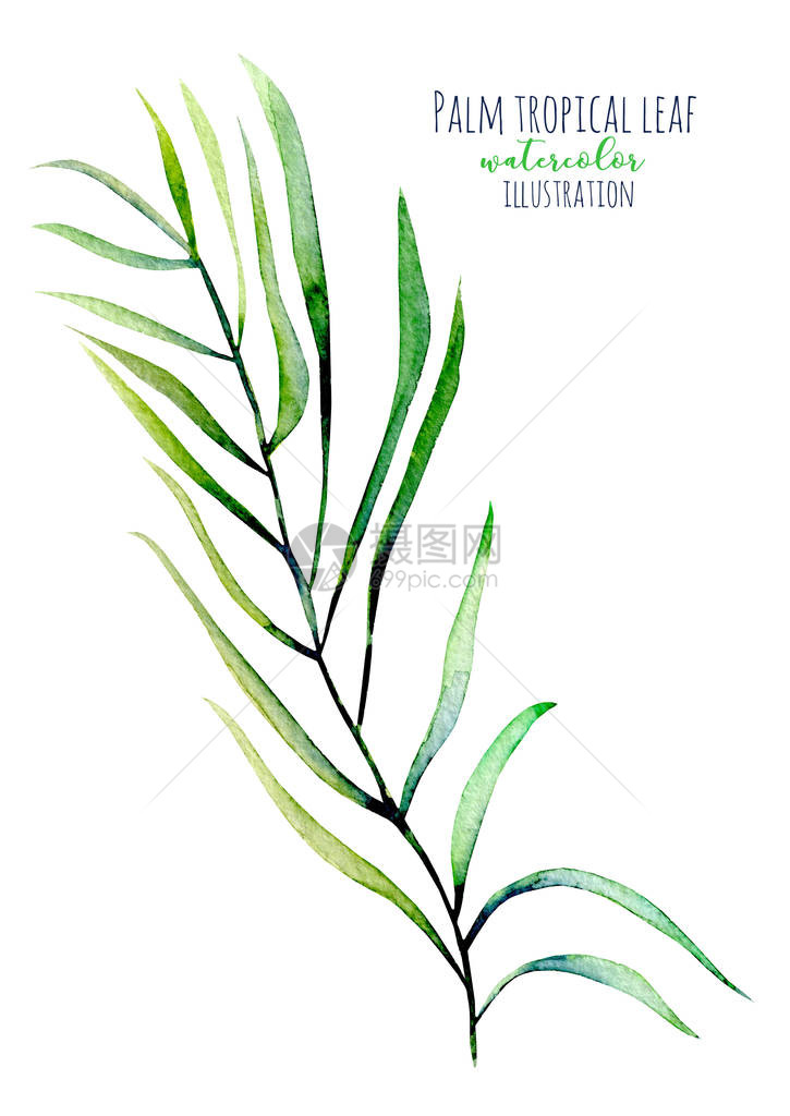 水彩棕榈热带绿色树枝插图白面上图片
