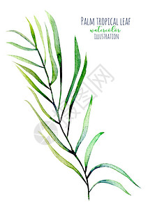 水彩棕榈热带绿色树枝插图白面上图片