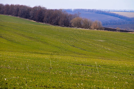 春天的绿色麦芽田图片