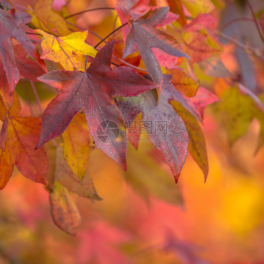 秋季场景中的紫色红色和橙色枫叶图片