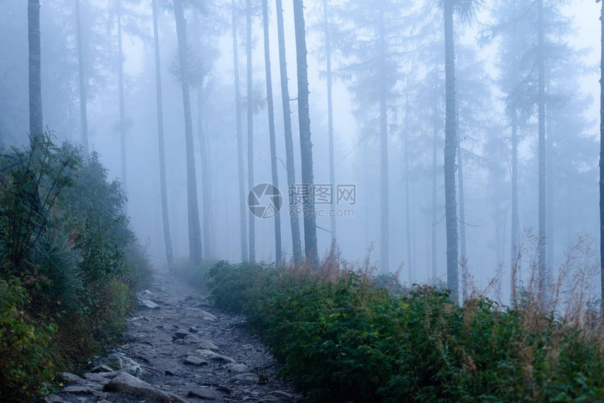 迷雾笼罩的森林中的山脉全景图片