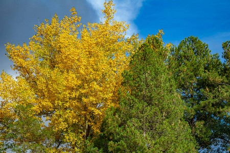 绿色和黄色树冠反对蓝天秋天的颜色图片