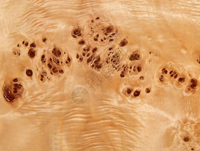 有杨树根的树木质表面的纹理家具用木饰面图片