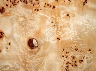 有杨树根的树木质表面的纹理家具用木饰面背景图片