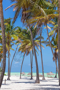 拥有棕榈树的完美热带白色沙滩坦桑尼图片