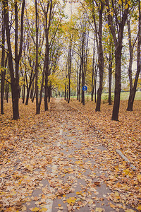 秋季城市公园的道路图片
