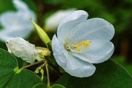 花园里美丽的白花朵芭比尼娅图片