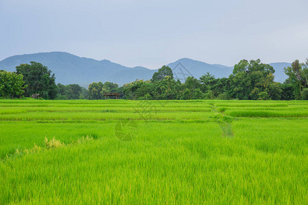 泰国农村绿稻田和山地风景泰国图片