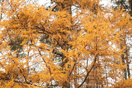 用亮黄色针关闭美丽的落叶松树枝图片