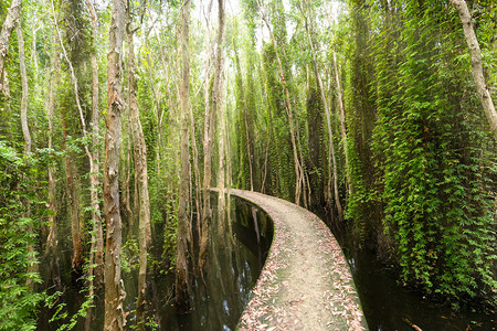 在生态旅游中穿过Melaluuca森林的小型道路弯曲图片
