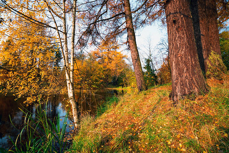 秋天的风景湖边树上图片