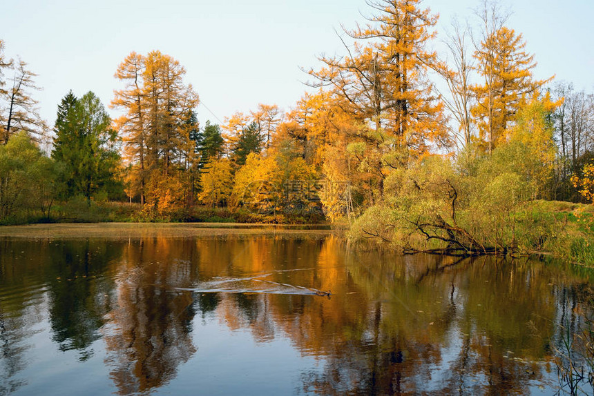 秋天的风景湖边树上图片