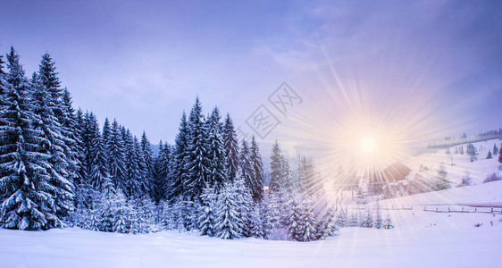 圣诞节冬季风景温泉和松树图片