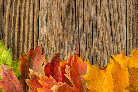 秋天时间背景有些落叶在风化木材上复制图片
