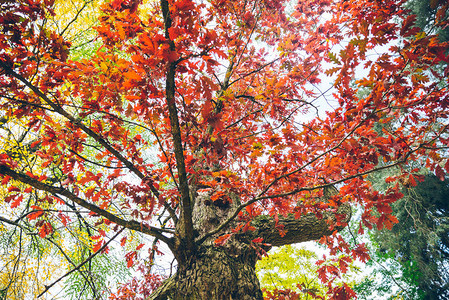秋日美丽的橡树红叶图片