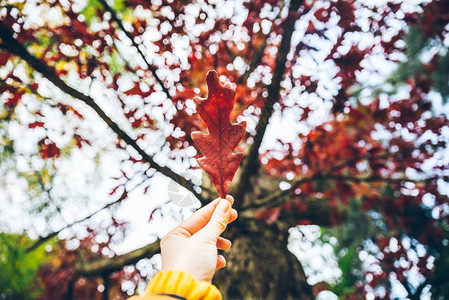 秋日美丽的橡树红叶图片